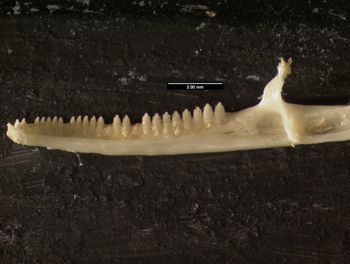 Media type: image;   Herpetology R-54708